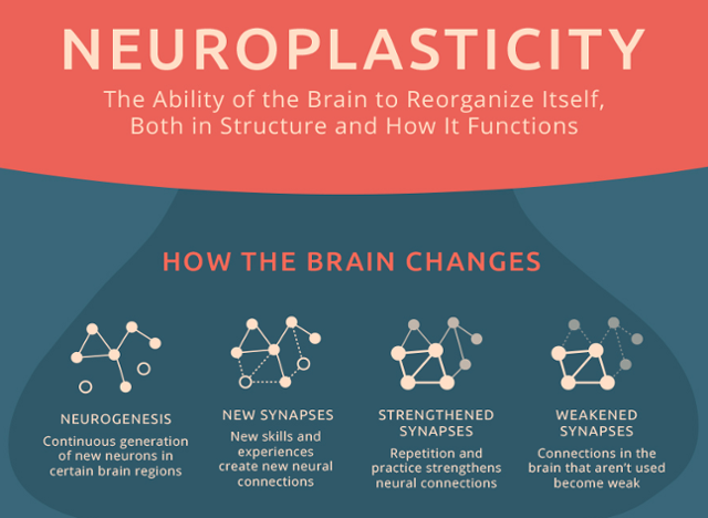 neuro plasticity.png