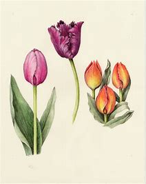 tulip14.jpg