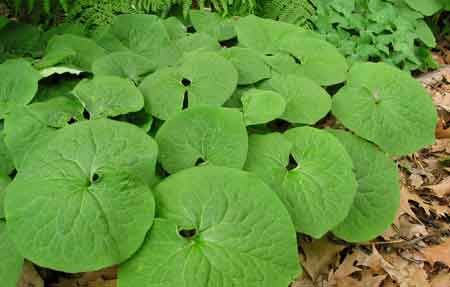 Wild Ginger. A North American wild plant with gingery roots.