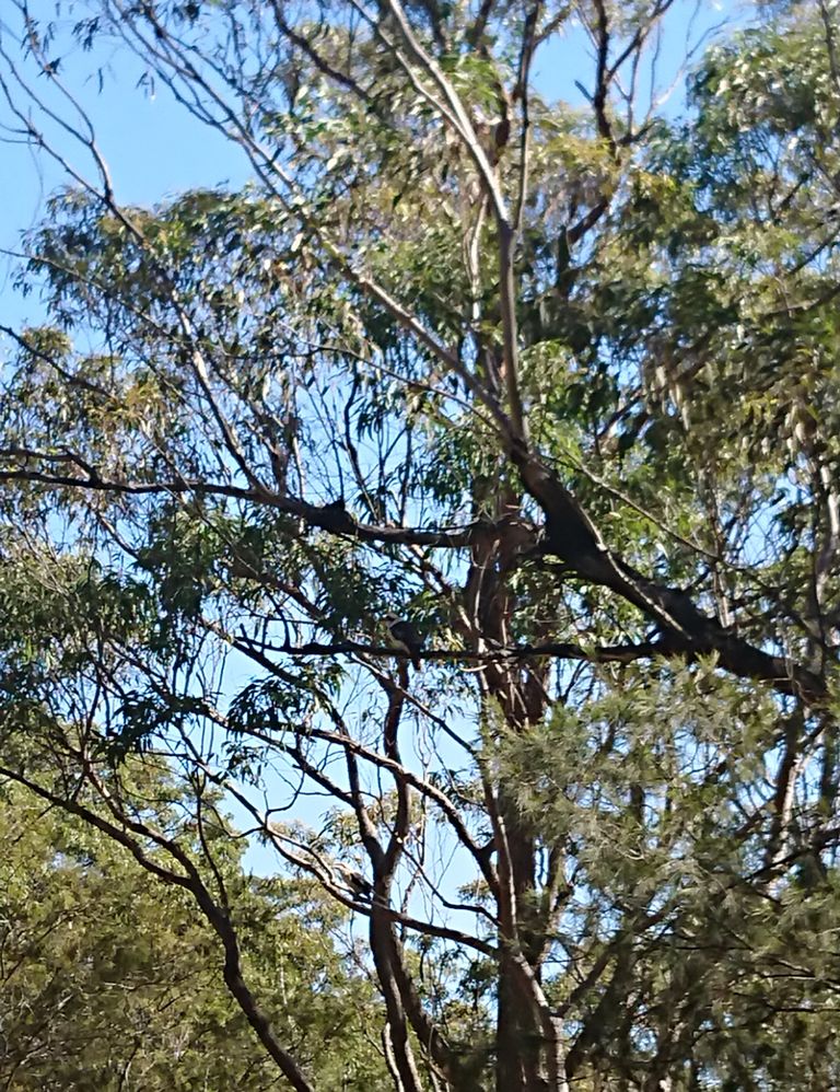 kookaburras