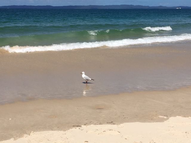 Seagull.jpg