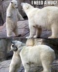 Polar Bears.jpg